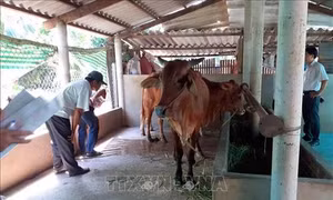 Thái Nguyên cơ bản đã khống chế được ổ dịch lở mồm long móng