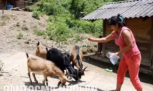 Cần chính sách đặc thù hỗ trợ đồng bào dân tộc Mảng phát triển
