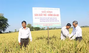 An Giang đi đầu về xã hội hóa giống lúa