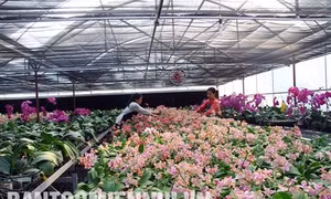 Hà Nội đẩy mạnh trồng hoa ứng dụng công nghệ cao