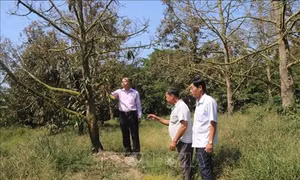 Hạn mặn khốc liệt đe dọa vùng trồng cây ăn quả đầu nguồn sông Tiền