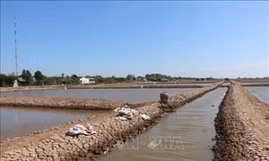 Nuôi artemia - Hướng làm kinh tế mới của người dân xứ biển Vĩnh Châu
