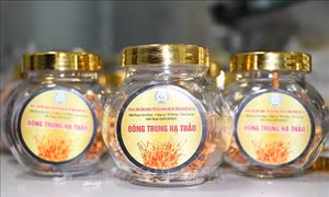 Gia Lai: Triển vọng phát triển mô hình nuôi cấy Đông trùng hạ thảo