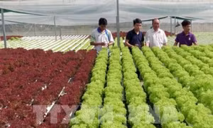 Xây dựng nông thôn mới phát triển toàn diện, bền vững