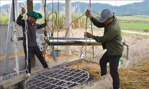 Đắk Lắk: Hướng đi mới giúp nông dân thoát nghèo trên vùng đất khó