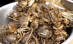 Kỹ thuật nuôi cua đồng trong ao và trong ruộng