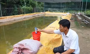 Bến Tre bảo vệ vườn cây ăn trái và hơn 30 triệu sản phẩm cây giống