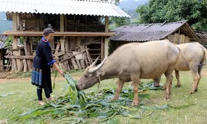 Phát triển đảng viên người dân tộc thiểu số ở vùng cao Yên Bái