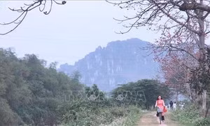 Mùa hoa gạo tháng 3 thu hút giới trẻ