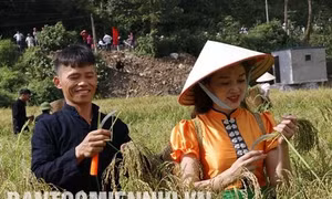Nếp Tú Lệ - Đặc sản Yên Bái