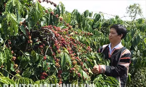 Đảng viên trẻ Kpă Meo đi đầu trong phong trào khởi nghiệp