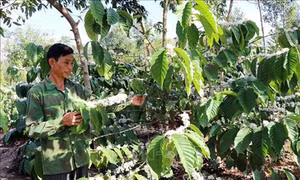Kon Tum: Người dân hiến hàng nghìn mét vuông đất để xây cầu