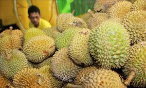 Nguồn điện tương lai từ mít và sầu riêng