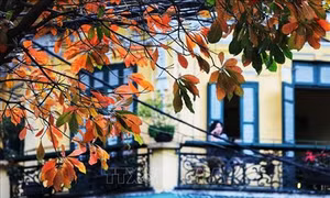 Hà Nội đẹp lạ lùng mùa cây thay lá