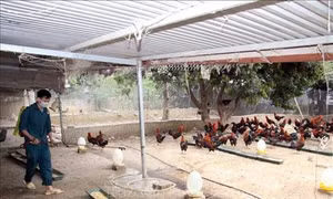 Hiệu quả từ mô hình trang trại gà sạch của anh Lê Minh Thuần