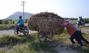 Tỏi - “Vàng trắng” trên đảo Lý Sơn