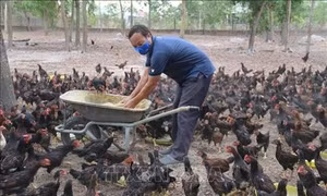 Ông Nguyễn Minh Lý nuôi gà ta thả vườn bằng thảo dược có hiệu quả cao 