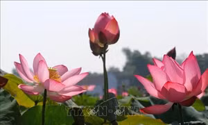 Sen hồng bung sắc giữa nắng gió Quảng Trị