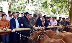 Trao tặng bò giống hỗ trợ hộ nghèo, gia đình chính sách tại tỉnh Tuyên Quang