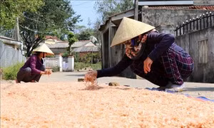 Ngư dân Quảng Ngãi trúng mùa ruốc biển