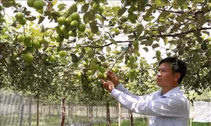Tăng sức cạnh tranh cho sản phẩm táo tươi