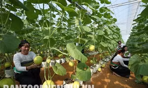 Nông nghiệp ứng dụng công nghệ cao ở Ngọc Lặc