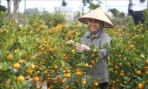 Quất, bưởi Văn Giang sẵn sàng cho Tết Nguyên đán Canh Tý 2020