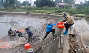 Làng cá chép đỏ Thủy Trầm sẵn sàng cho ngày tiễn Táo quân về trời
