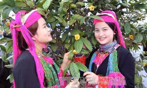 Lễ hội “Trà hoa vàng – Danh trà đất Việt” sẽ diễn ra vào cuối tháng 2/2020