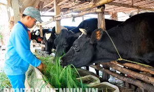 Phát triển chăn nuôi bò sữa ở Sóc Trăng