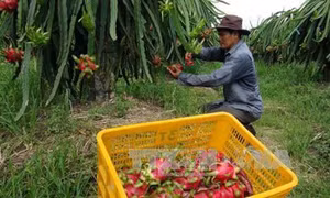 Việt Nam xuất khẩu 5 tấn thanh long ruột đỏ sang Australia