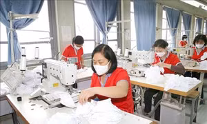 Việt Nam có thể trở thành một quốc gia sản xuất khẩu trang vải lớn trên thế giới