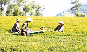 Tạo động lực để Phú Thọ vươn lên hàng đầu ở Trung du và miền núi Bắc Bộ