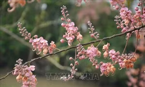 Hoa Ô môi nhuộm hồng cả miền quê yên bình ở An Giang