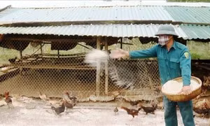 Thủ tướng Chính phủ chỉ thị triển khai quyết liệt các giải pháp phòng, chống dịch bệnh gia súc, gia cầm