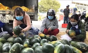 Dịch COVID-19: Hỗ trợ, giúp đỡ nông dân tiêu thụ nông sản