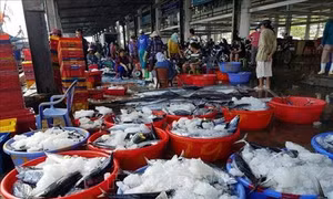Ngư dân Khánh Hòa được mùa cá ngừ sọc dưa