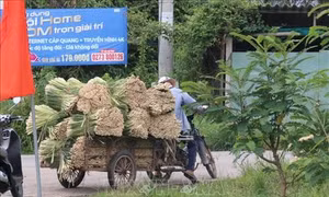 Nâng cao chuỗi giá trị cây sả Tân Phú Đông