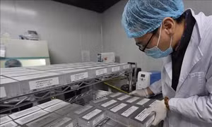Dịch viêm đường hô hấp cấp do nCoV: Bắt đầu thử nghiệm trên chuột vaccine ngừa virus corona chủng mới