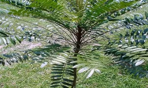 Nghiên cứu thành công tác dụng kháng viêm của cây Bá bệnh