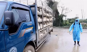 Chợ đầu mối gia cầm Hà Vĩ chủ động phòng, chống dịch cúm gia cầm