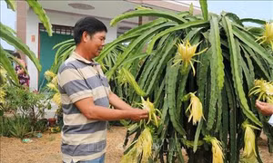 Tiền Giang chuyển đổi cây trồng thích ứng hạn, mặn