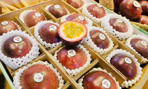 Gia Lai – Vùng đất vàng cho đầu tư nông nghiệp công nghệ cao