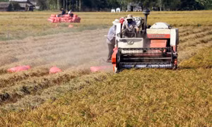 Lợi nhuận tăng thêm 1,5 triệu đồng/ha/vụ từ cơ giới hóa canh tác lúa