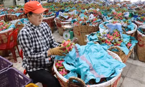 Khai thác thế mạnh xuất khẩu sản phẩm nông - thủy sản có lợi thế cạnh tranh