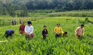 Đồng bào vùng cao thoát nghèo nhờ cây gừng