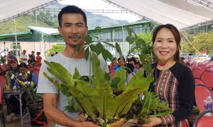 Độc đáo Hội thi sâm Ngọc Linh gây quỹ xóa nhà tạm cho hộ nghèo