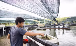 Mở hướng kinh tế mới với mô hình nuôi cá chạch lấu trong bể nổi tuần hoàn
