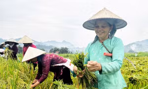Lúa tẻ nương Hà Giang - Mùa vàng bội thu