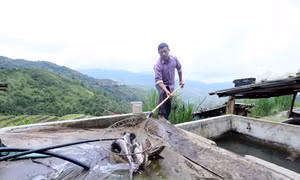 Nuôi cá tầm - hướng đi xóa nghèo cho đồng bào vùng cao